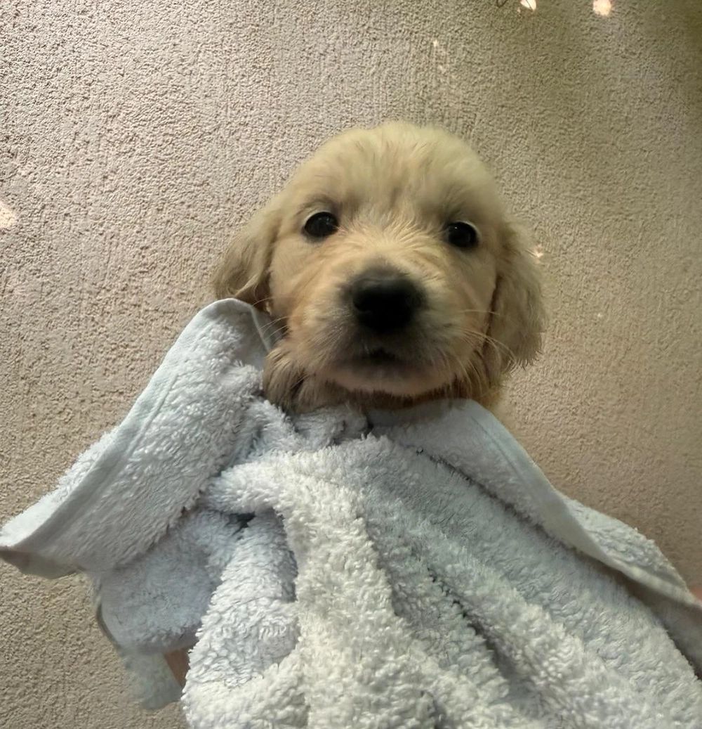 Puiuți de Golden Retriever își caută familii iubitoare