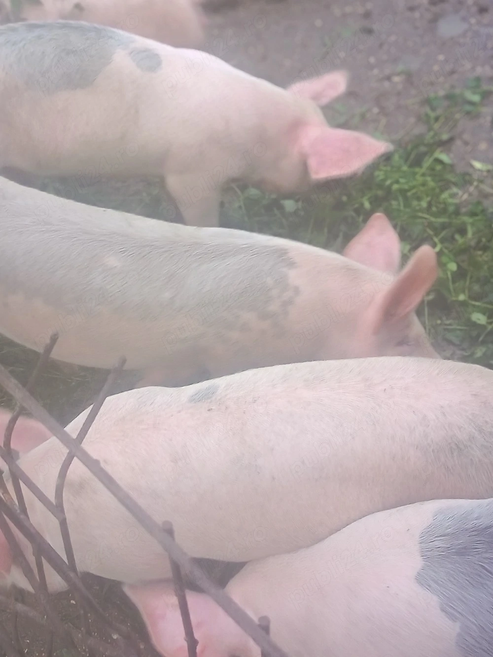 Vind porci