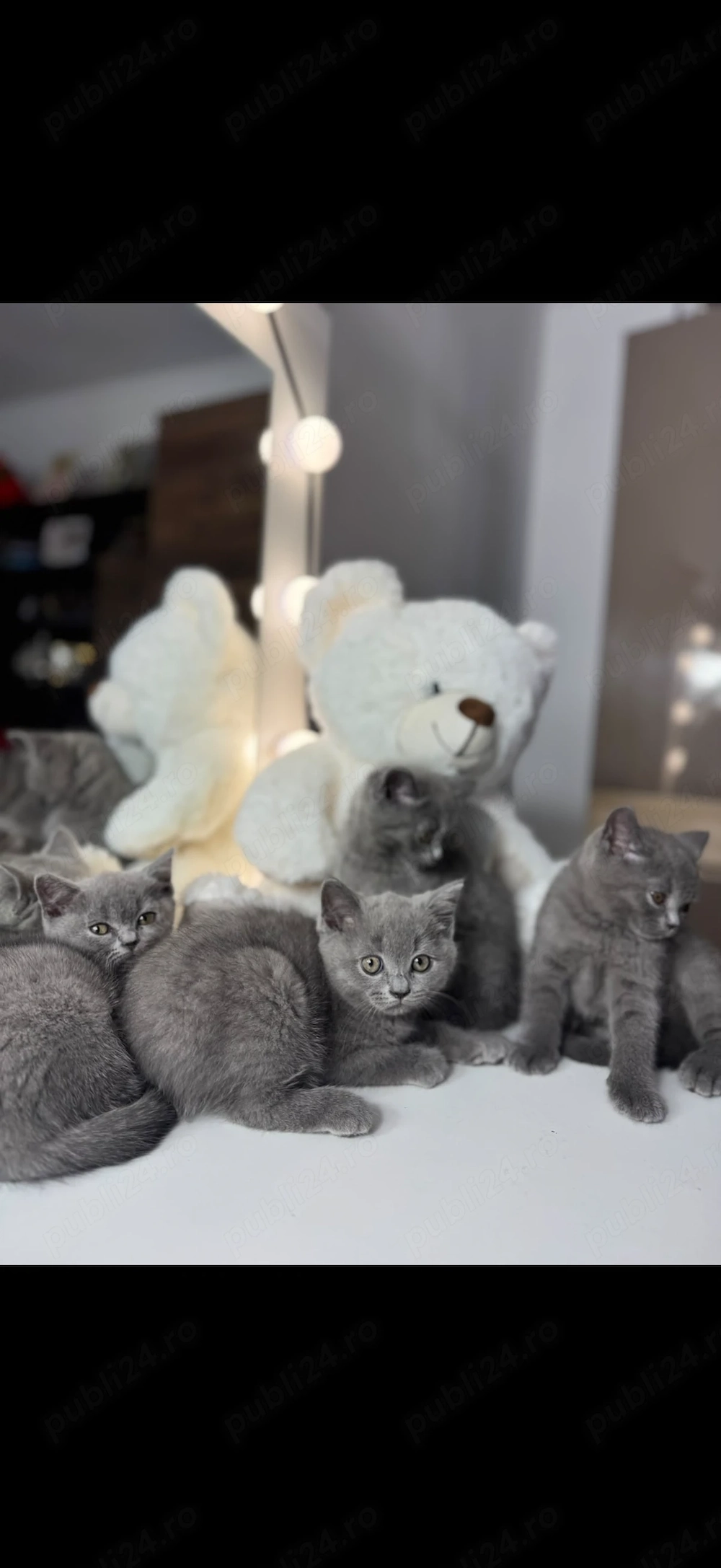 pisici British Shorthair
