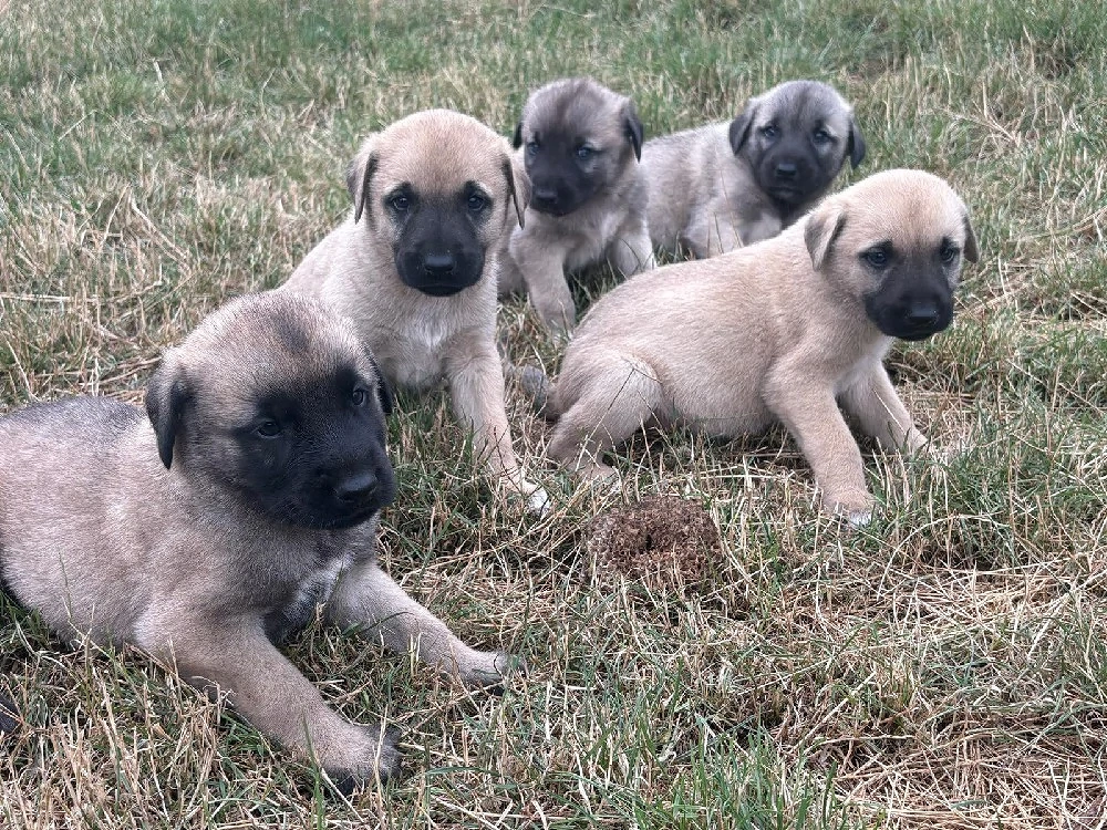 Vand pui de kangal 