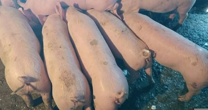 Purcei 6 săptămâni 