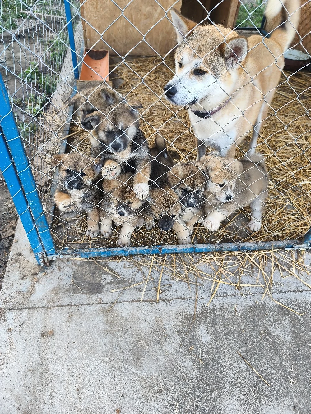 Catei Akita Inu