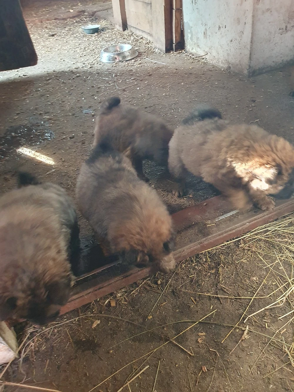 caței choow choow de vanzare 