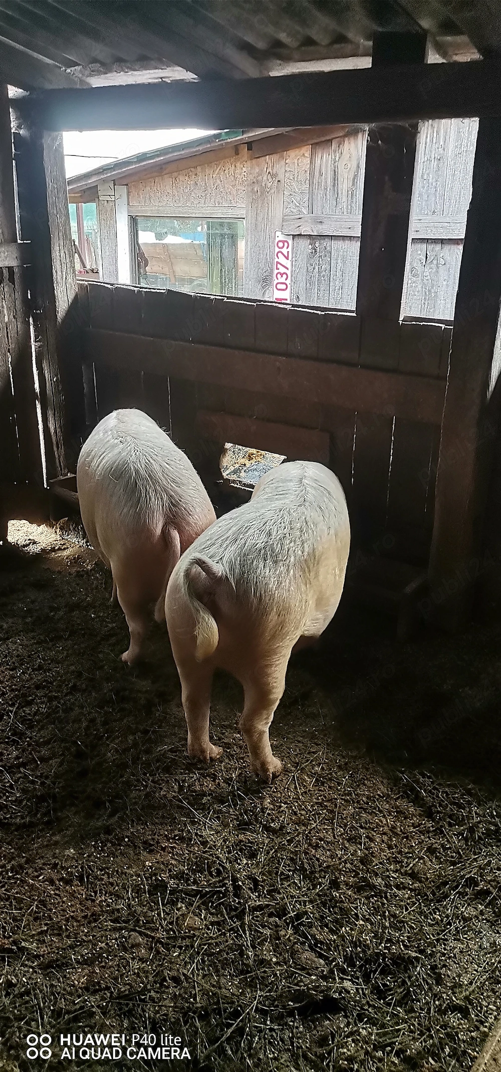 Porci de vânzare 
