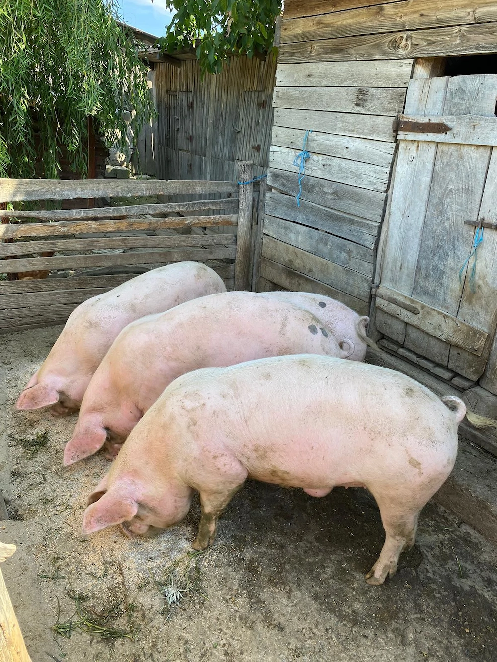 Porci de vânzare!