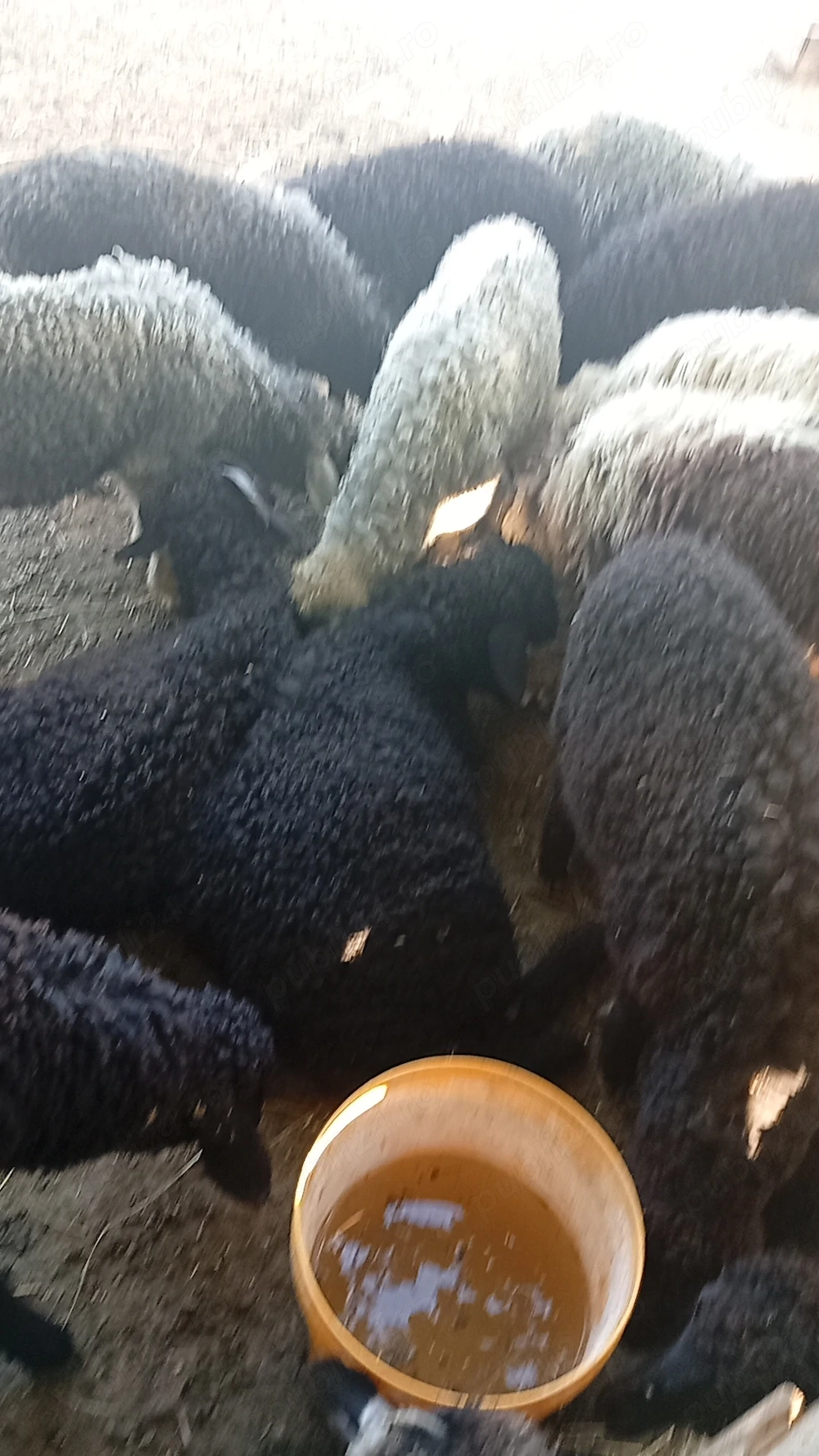 Vând cârlanii și Mânz de un an