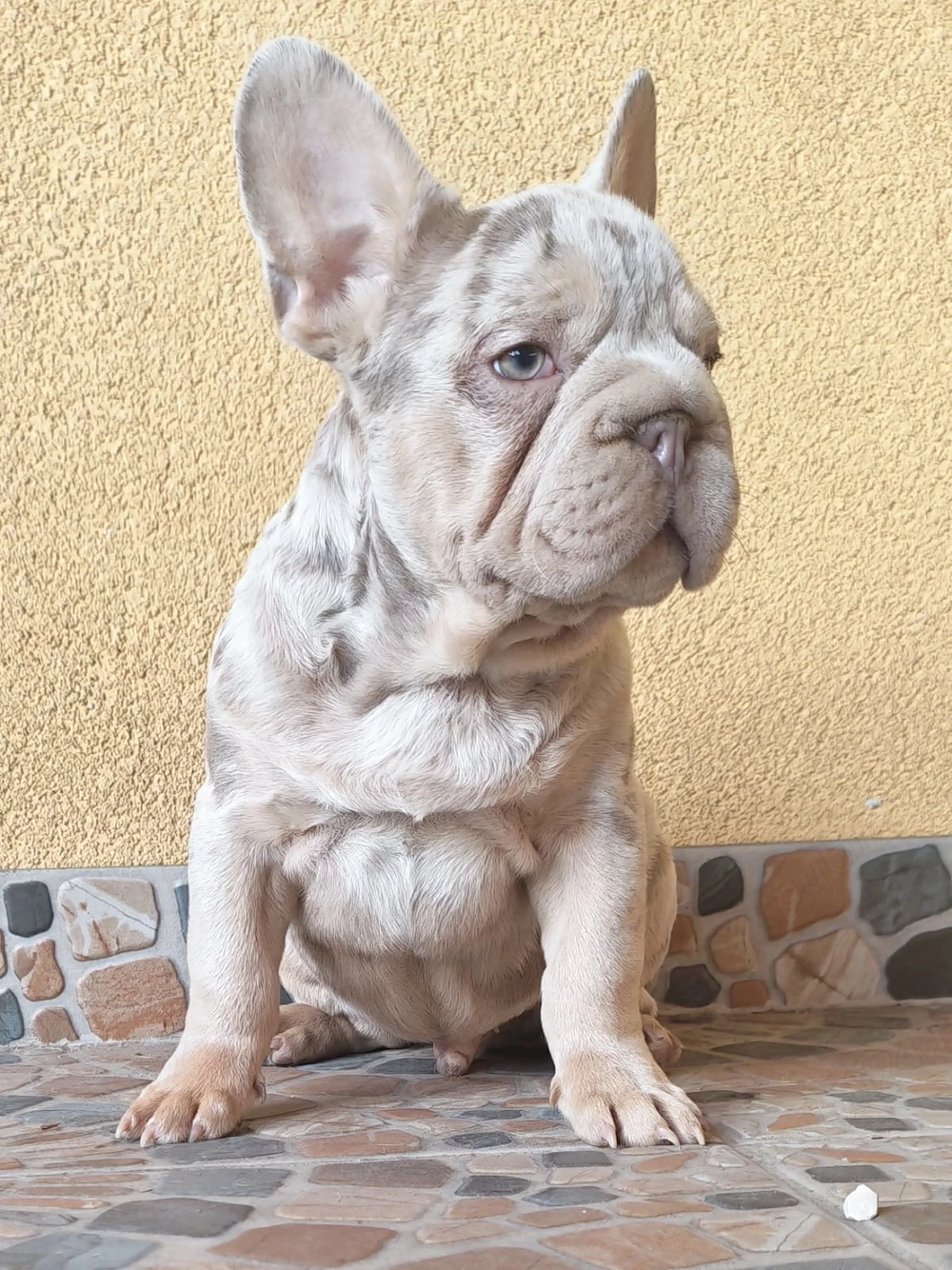Buldog francez Izabela big rope