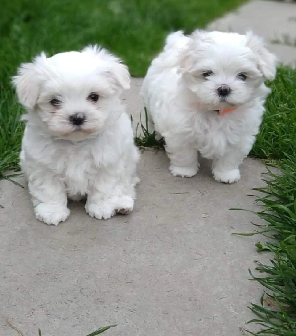 Bichon Maltez Băiat și fetiță 