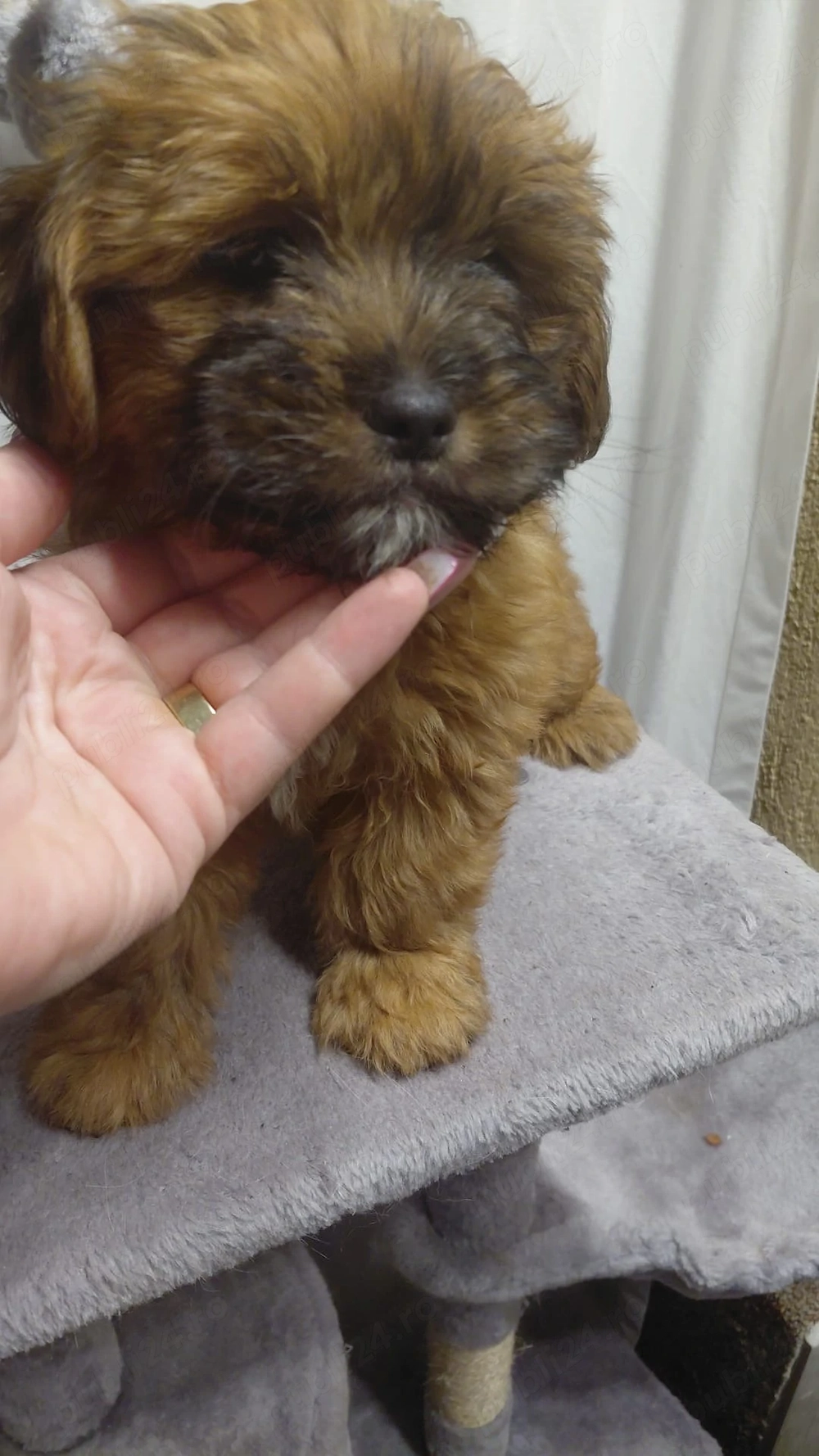Vand catel mascul Bichon