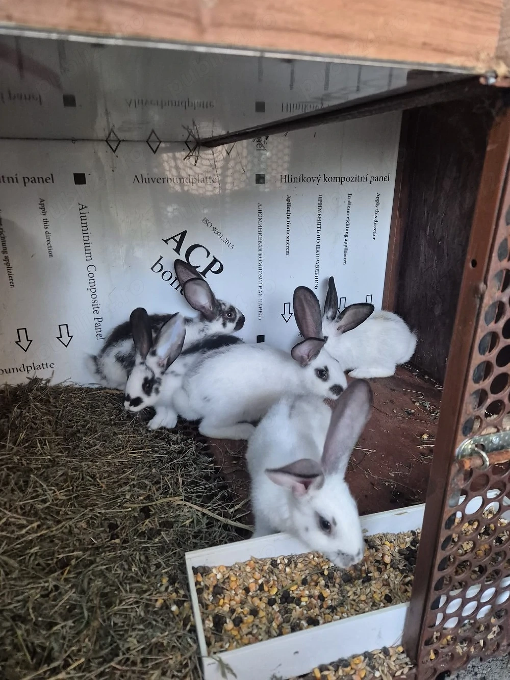 Disponibili 4 femele si un mascul