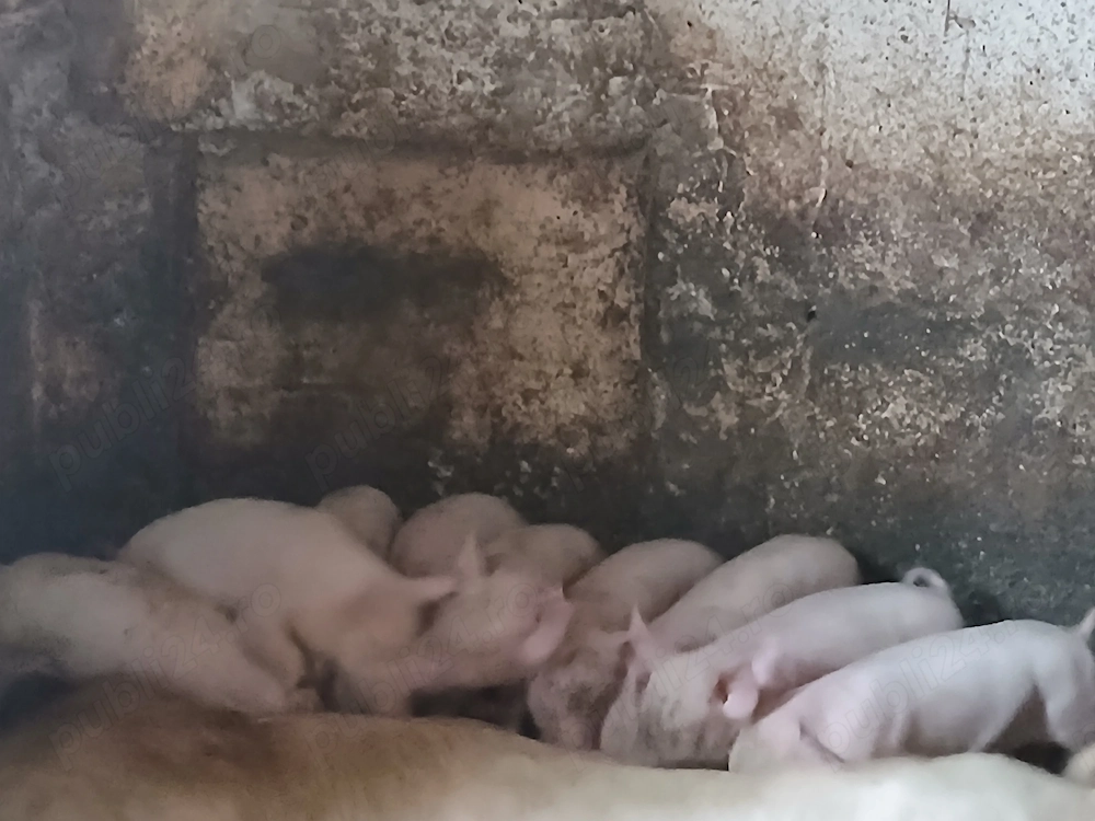 Purcei de șapte săptămâni