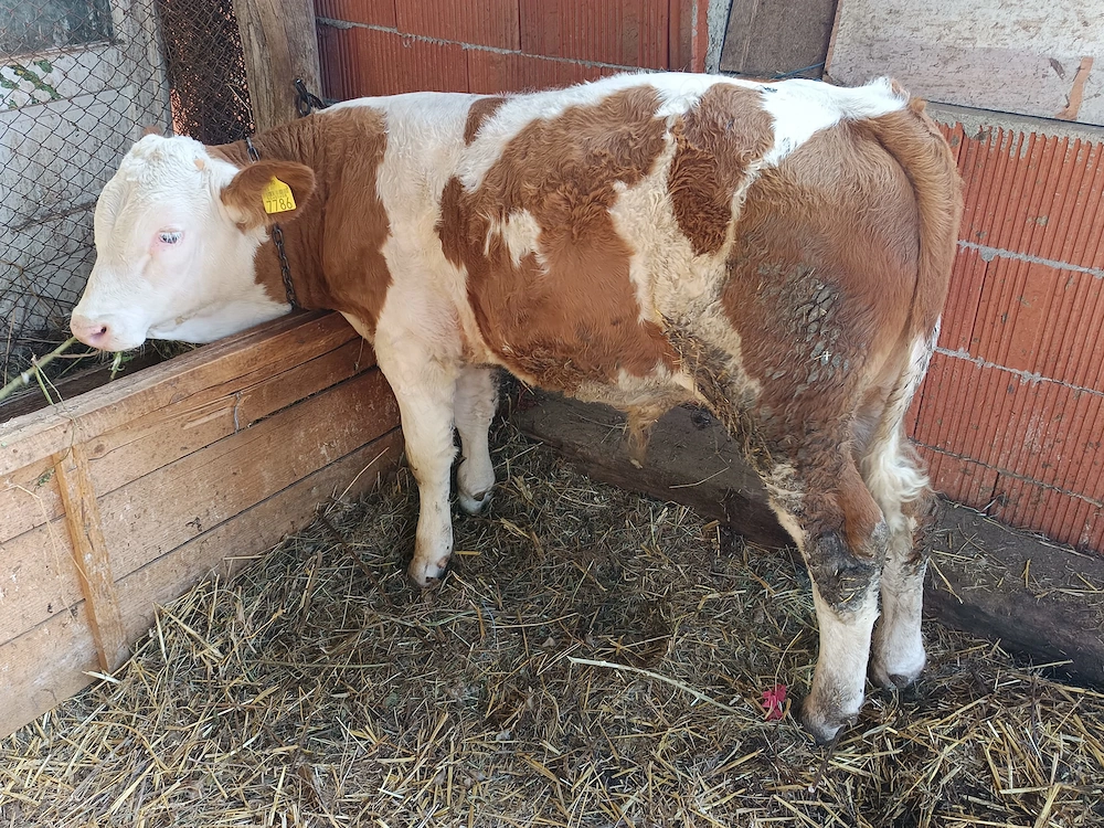 Vând vițel la 180 kg