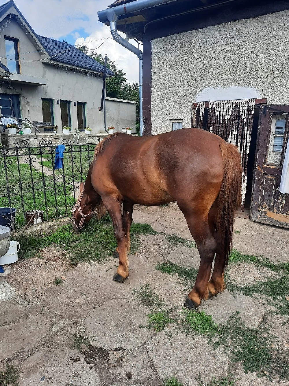 Vând cal castrat 4ani cu Cip și pașaport 