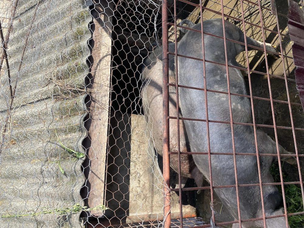 Porc de 150 -160 de kg