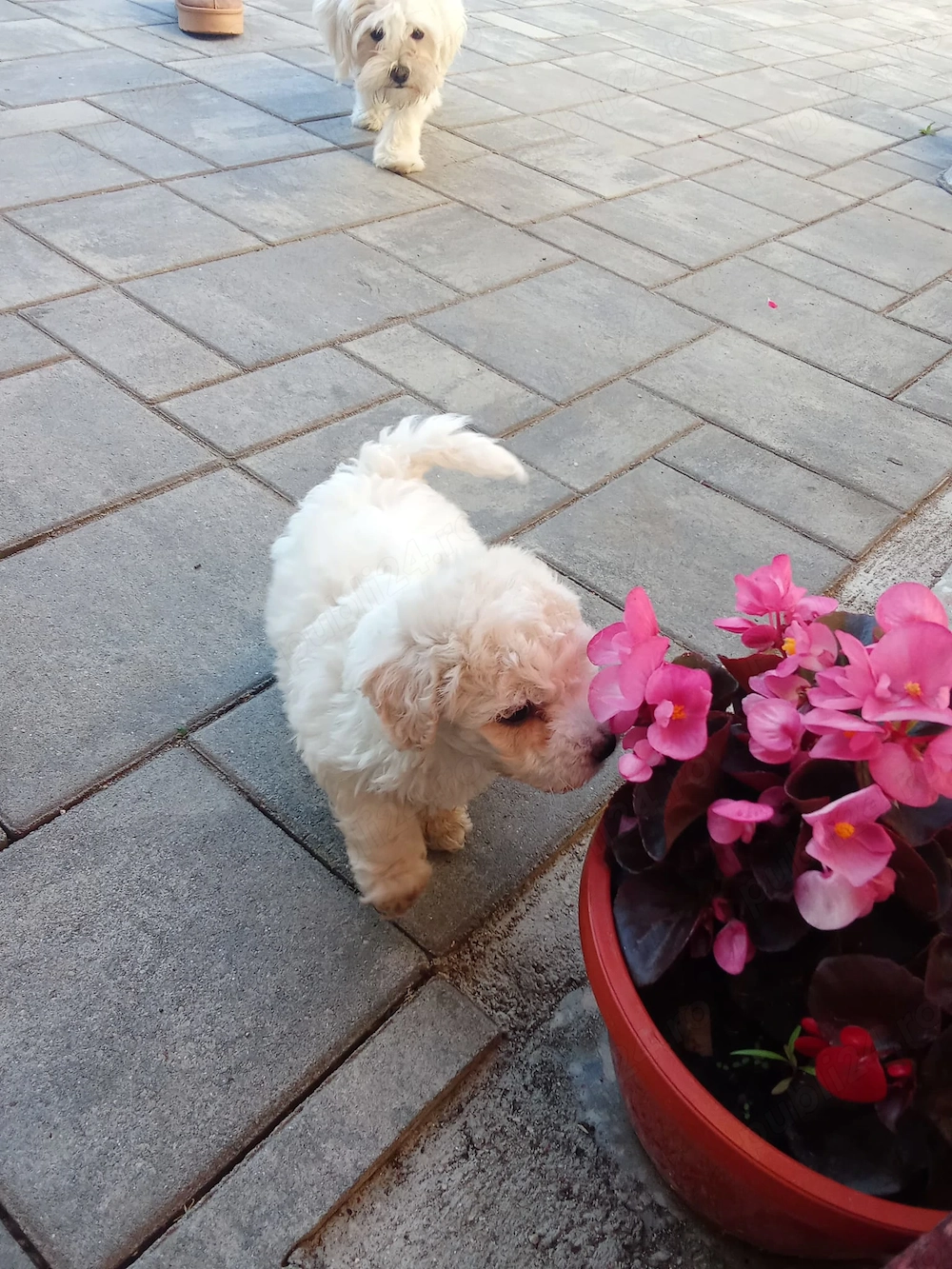 Bichon fetiță cu carnet și vaccin 
