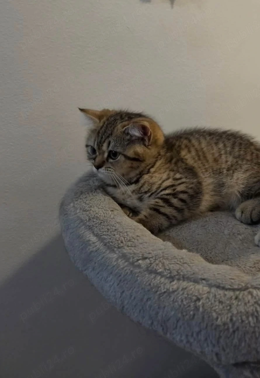 pui british shorthair 