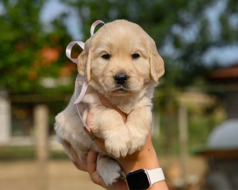 Cățeluși Golden Retriever