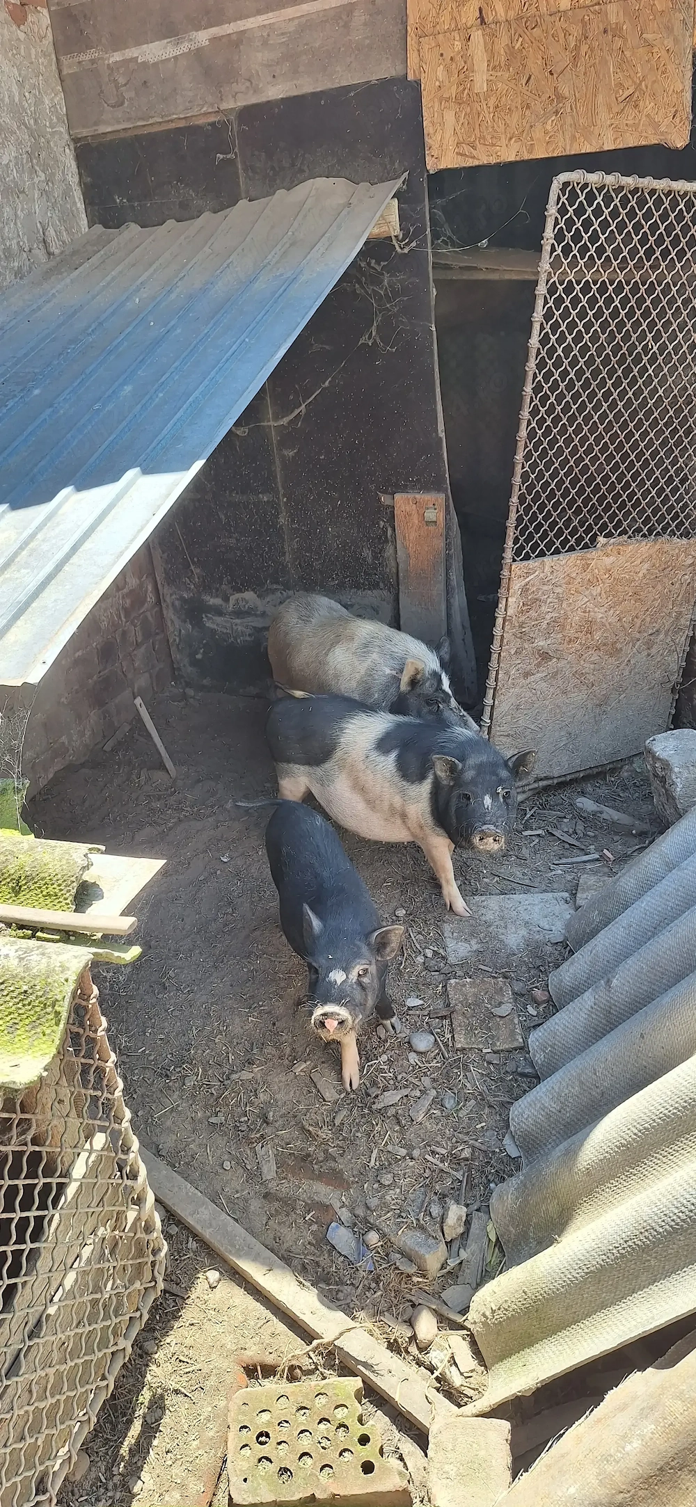 800 de lei toți 