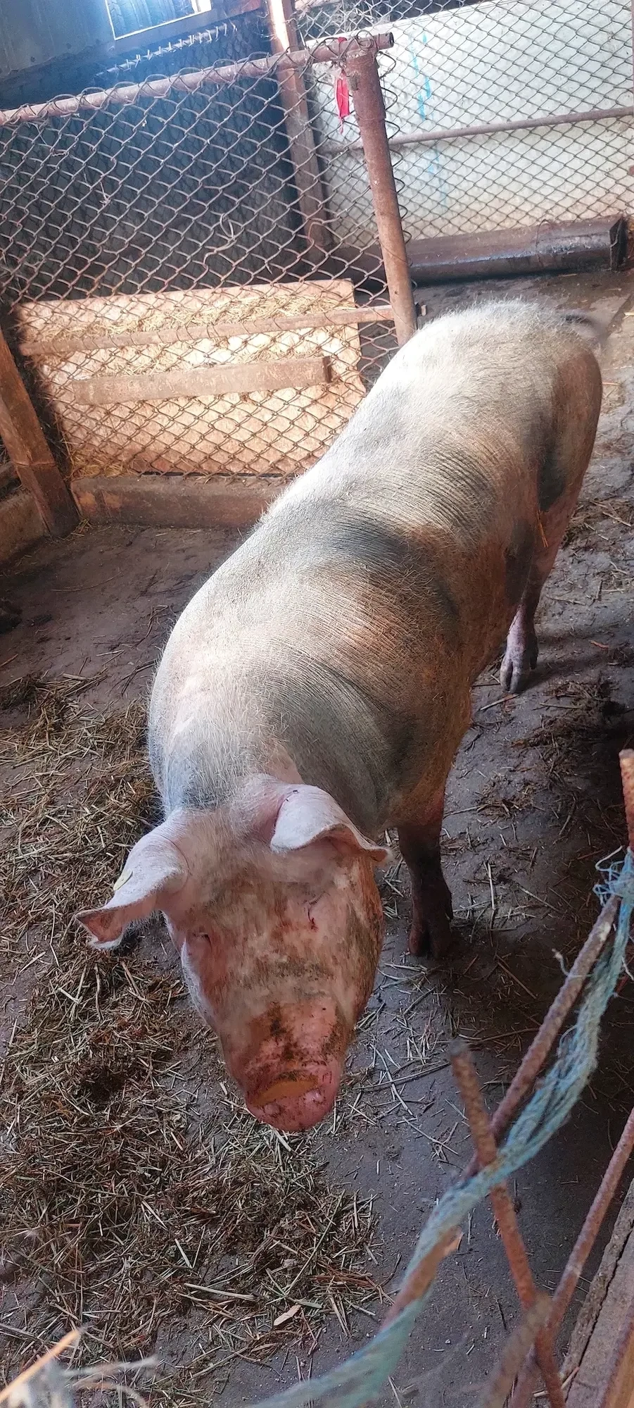 Disponibila scroafa pietrean  