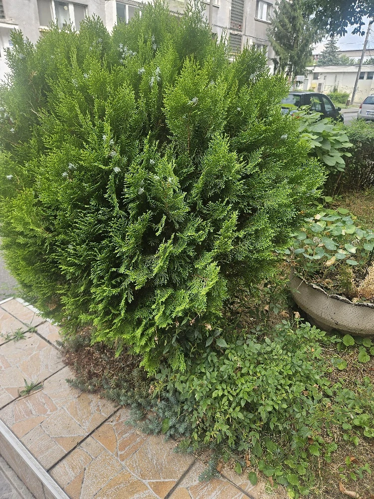Caut menajera ingrijitoare pt un domn de 71 de ani In orasul Hunedoara