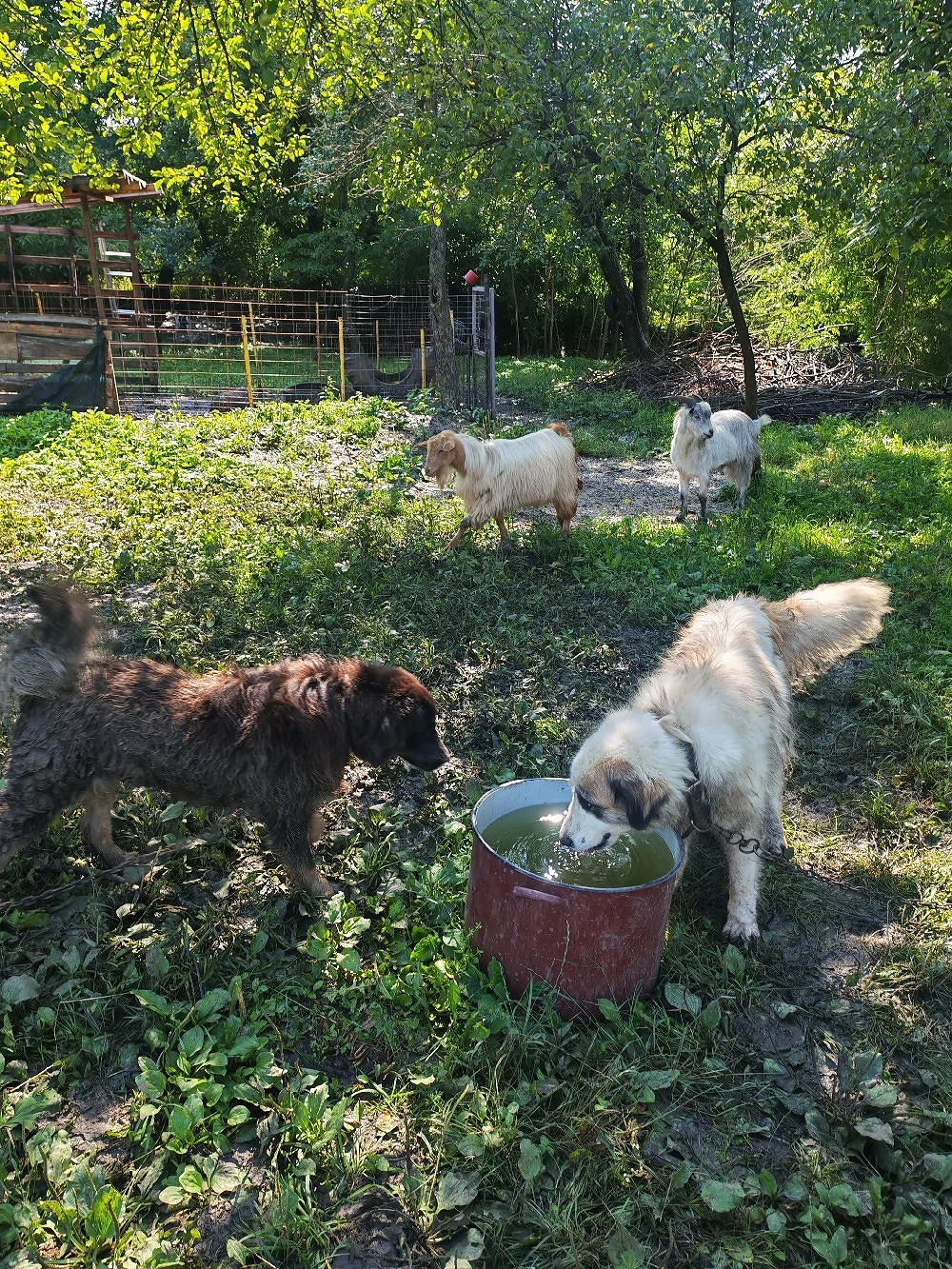 Ciobănesc carpatin cu Bucovina