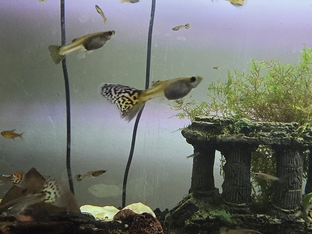 Pești Guppy și Ancistrus. Plante suprafata
