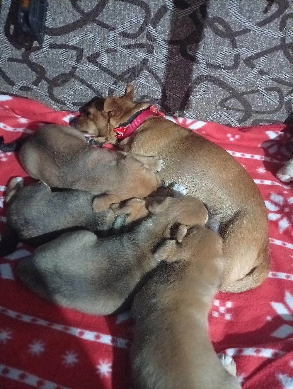 catalusi metisi de vanzare 