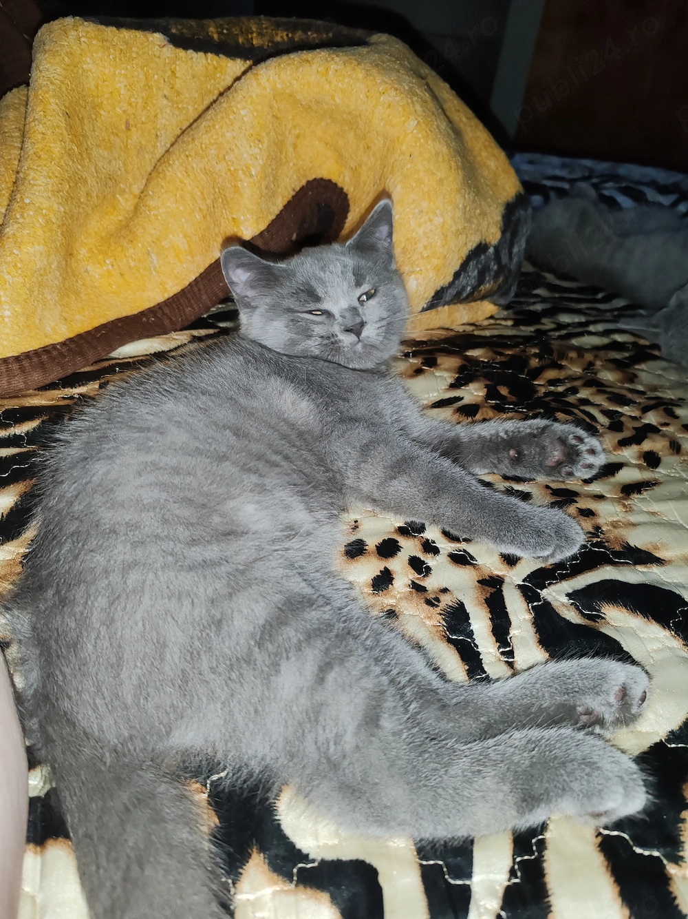 British shorthair blue 