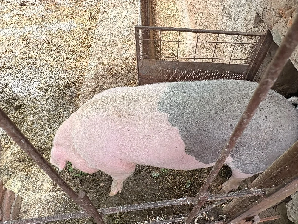porc -160 kg 