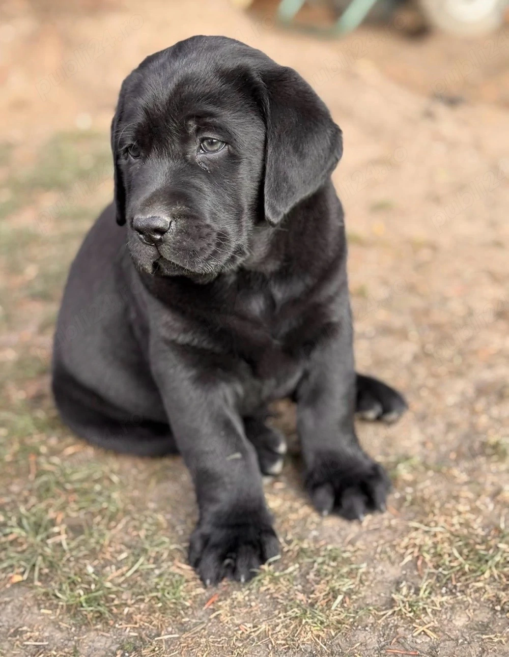Pui labrador