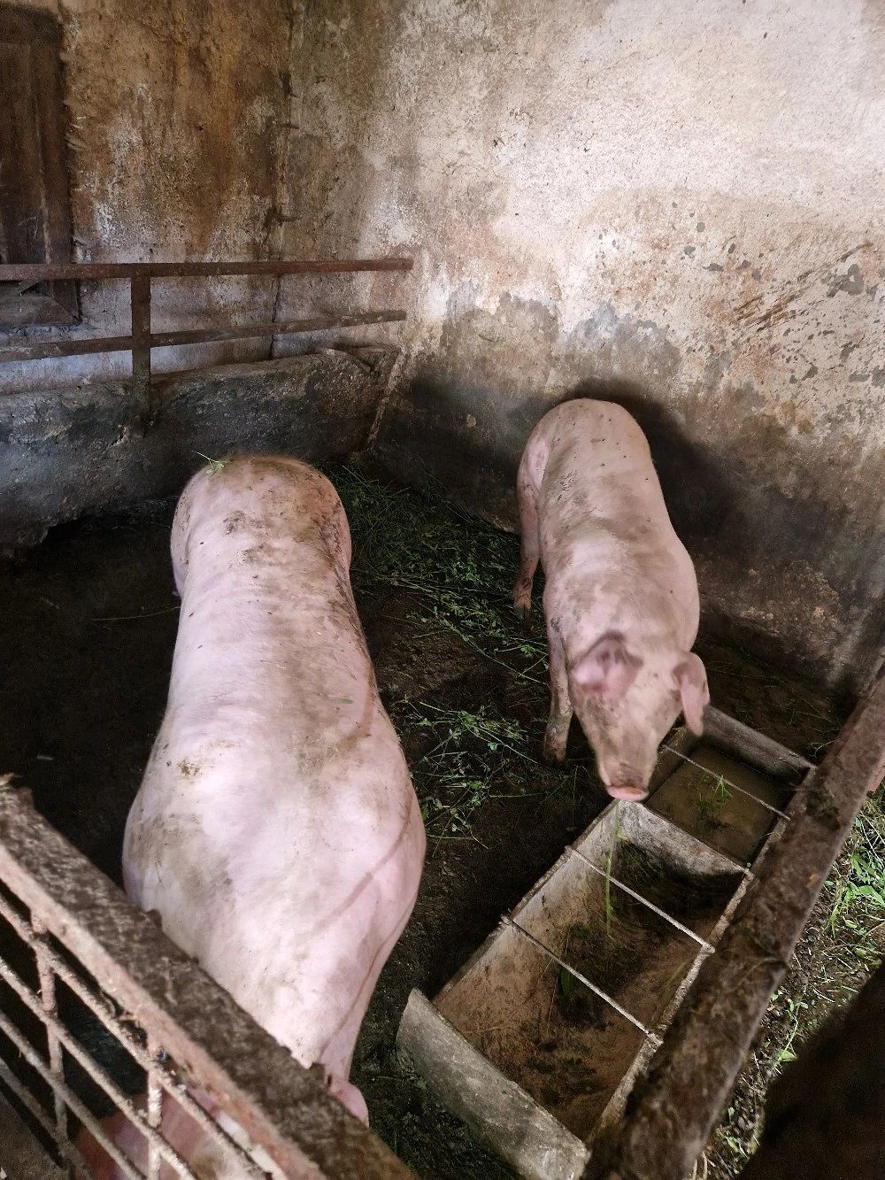 vand porci