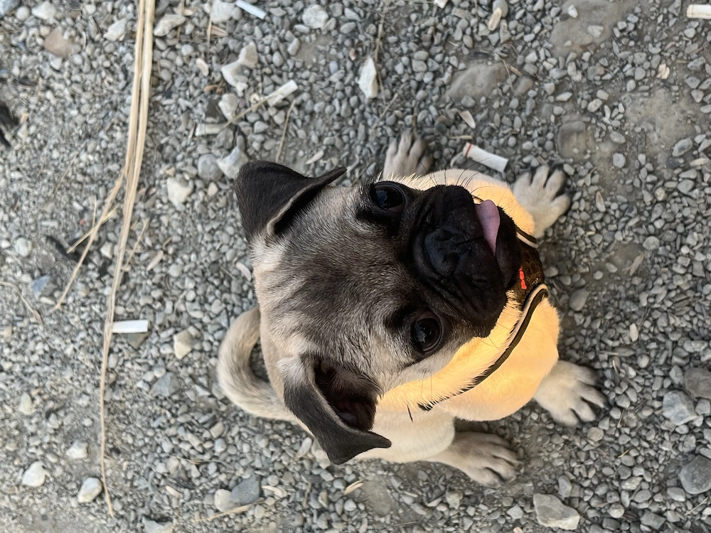 Vând pug suceava