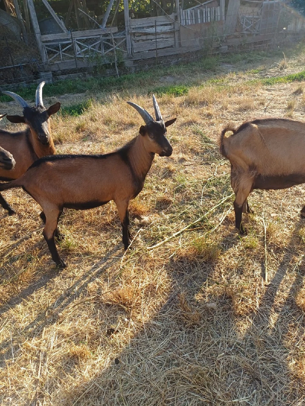 Tapi tineri alpin francez rasa pură necastrați 