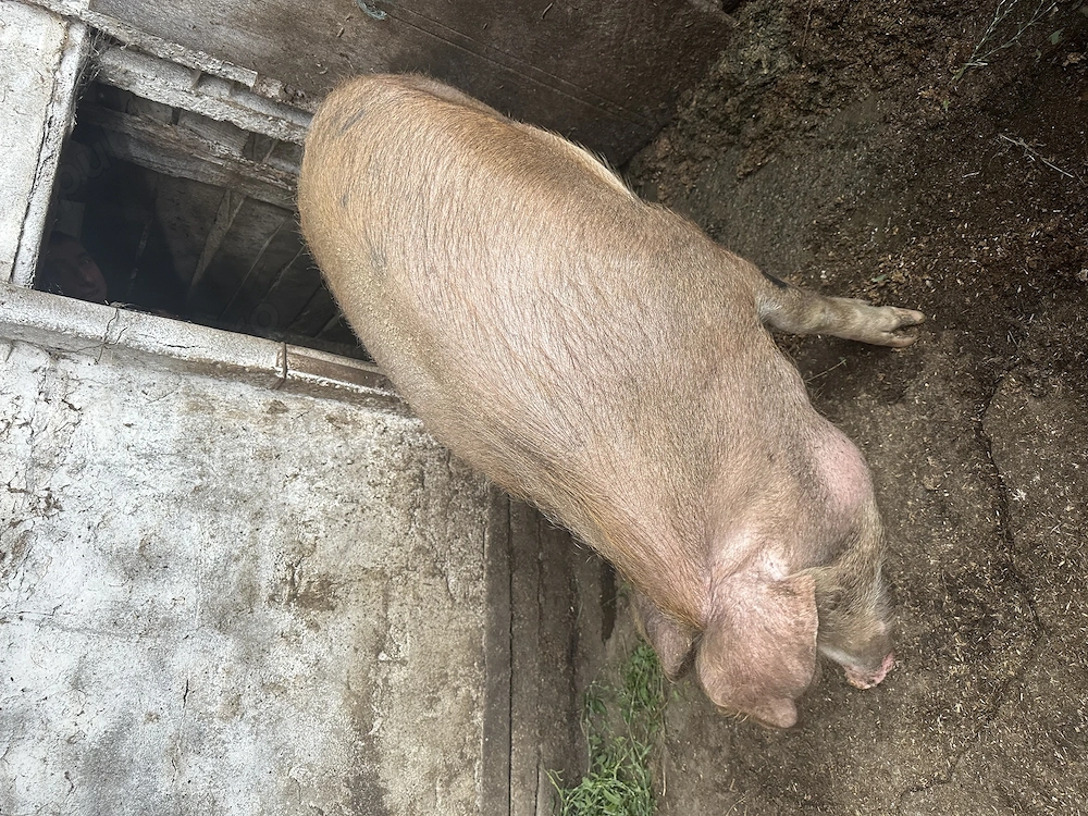 Porci de vânzare  140 kg