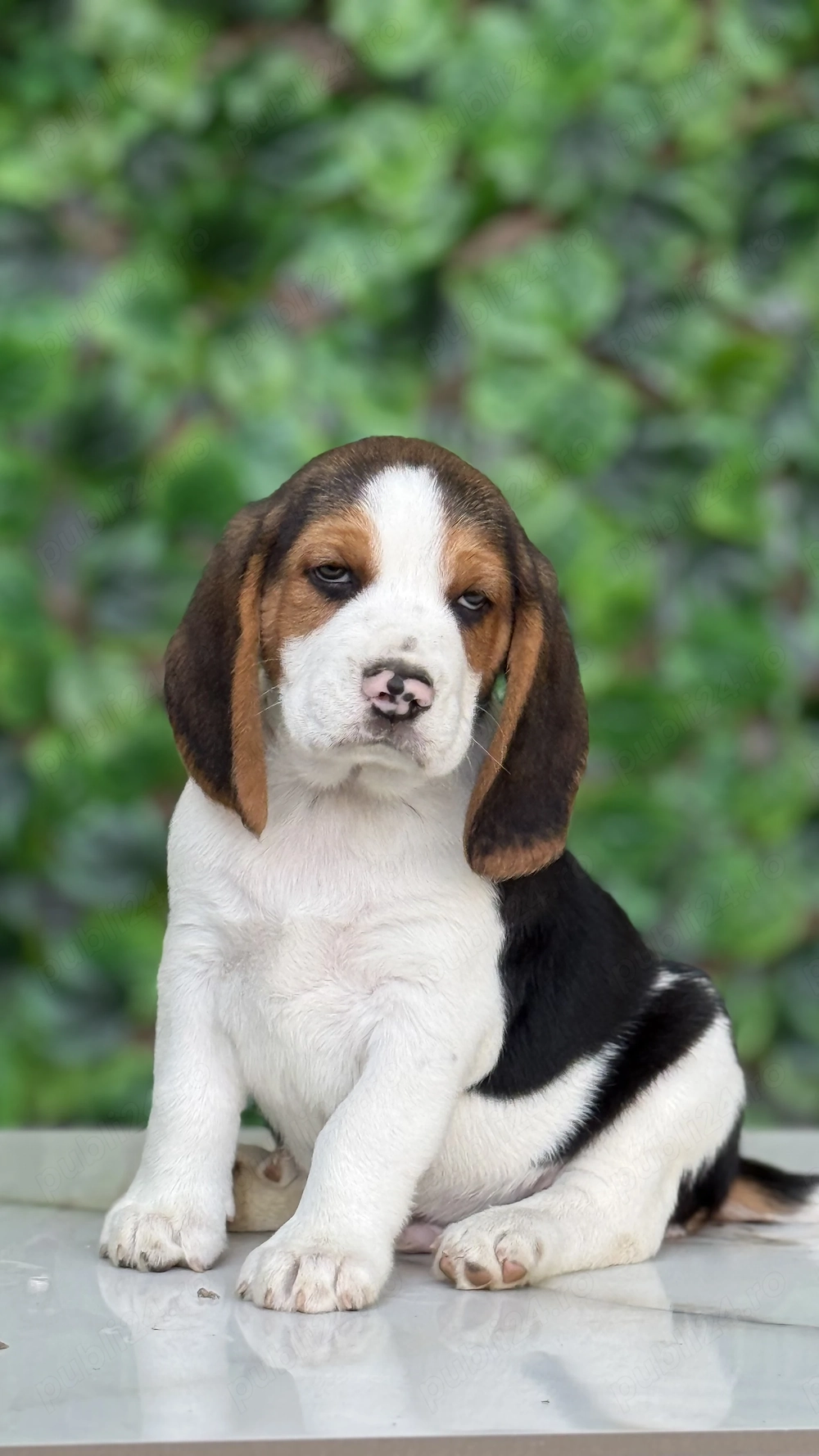 Beagle Superbi.