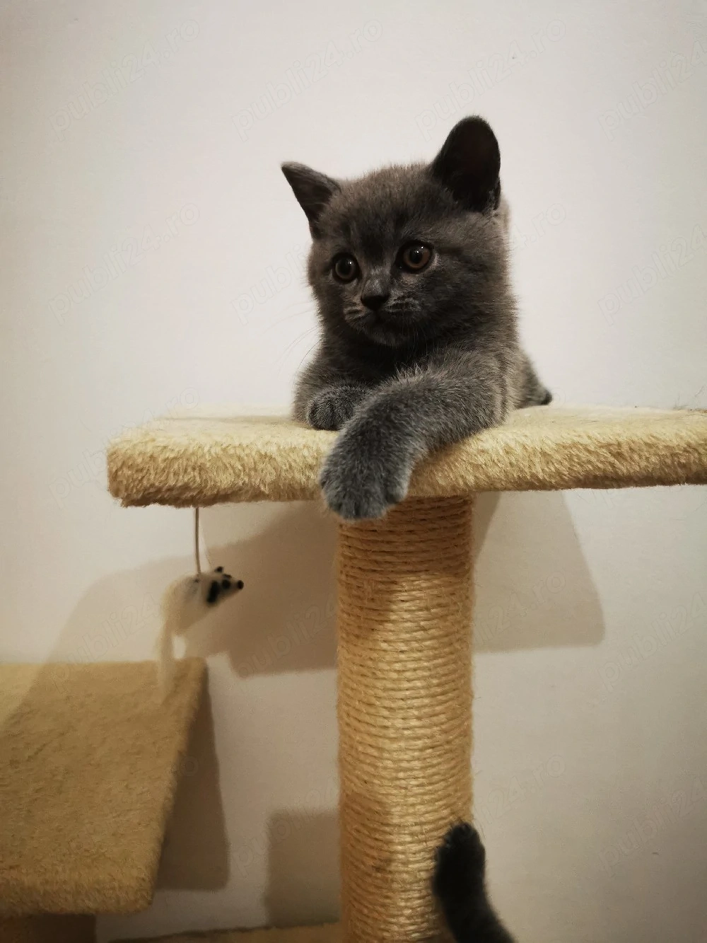 British Shorthair Bacău 