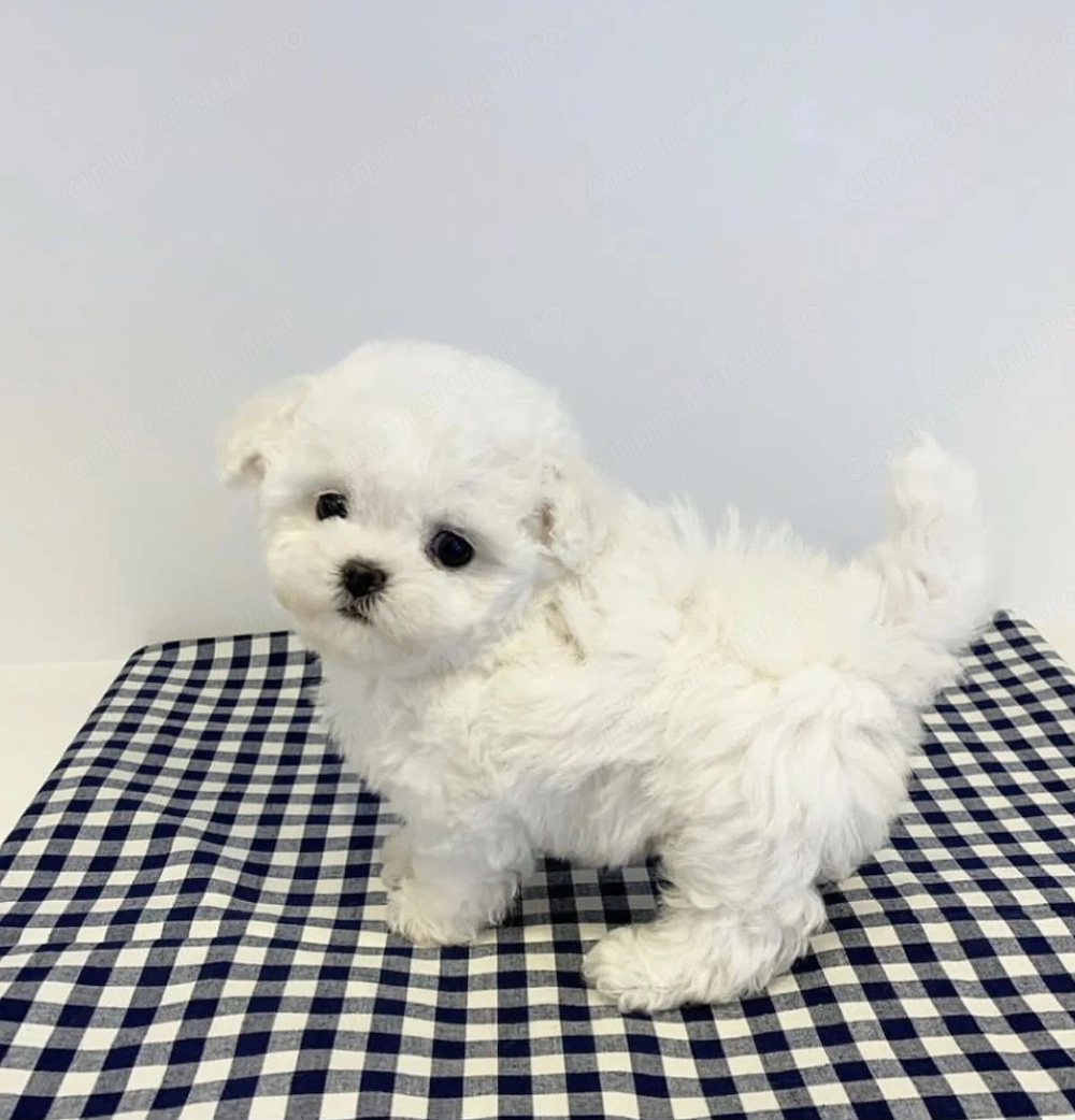 Bichon maltez față și baiat
