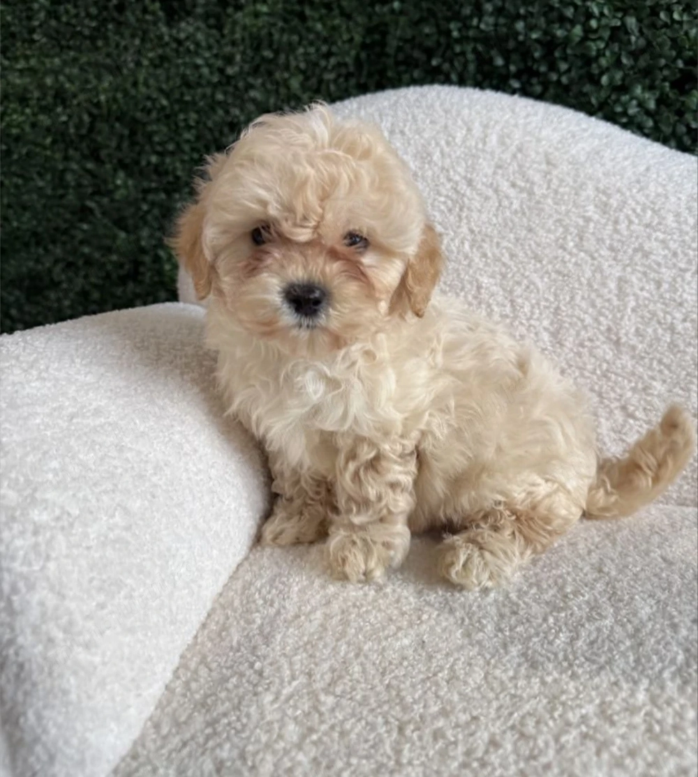Caniche pudel poodle 