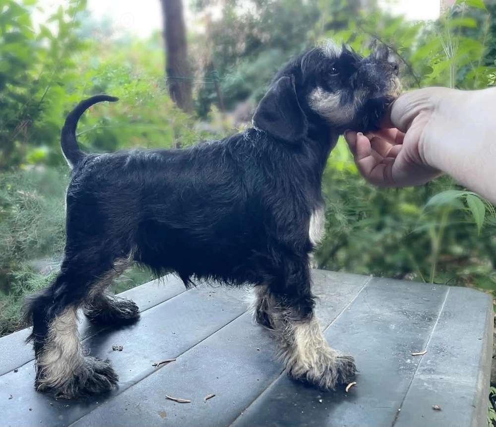 Canisa Santinelle-Schnauzer pitic cu pedigree emis