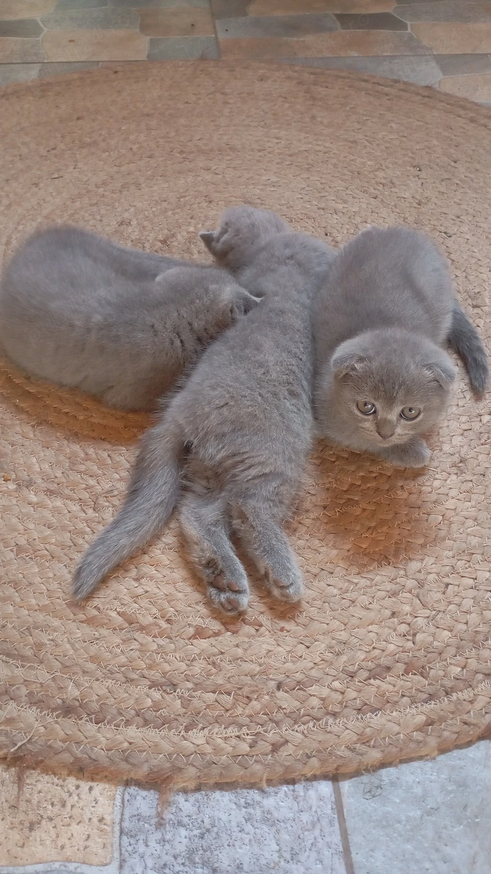 3 pui de Scottish Fold