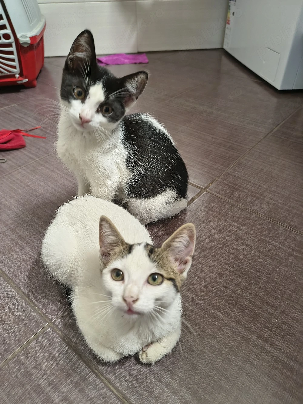 adoptie pisici