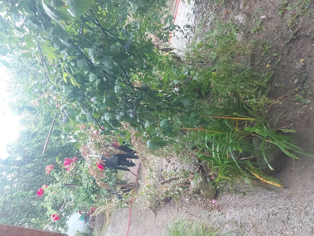 Suntem 2 famili cautam de lucru in zootehnie sau la curte