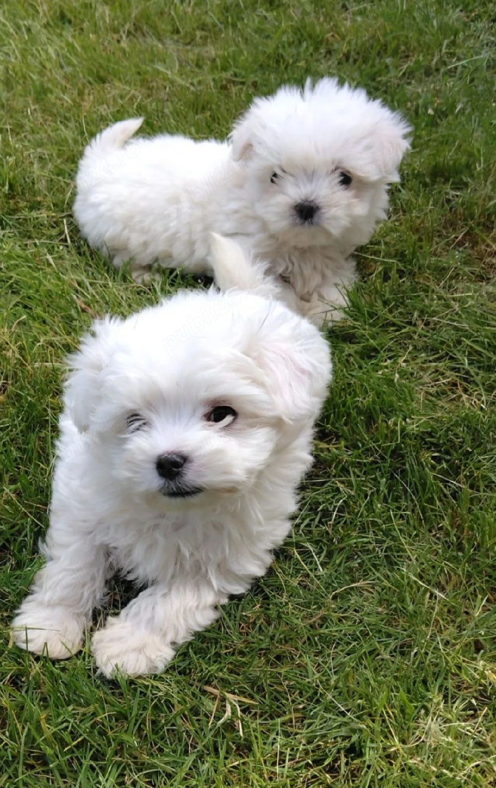 cățeluși bichon 