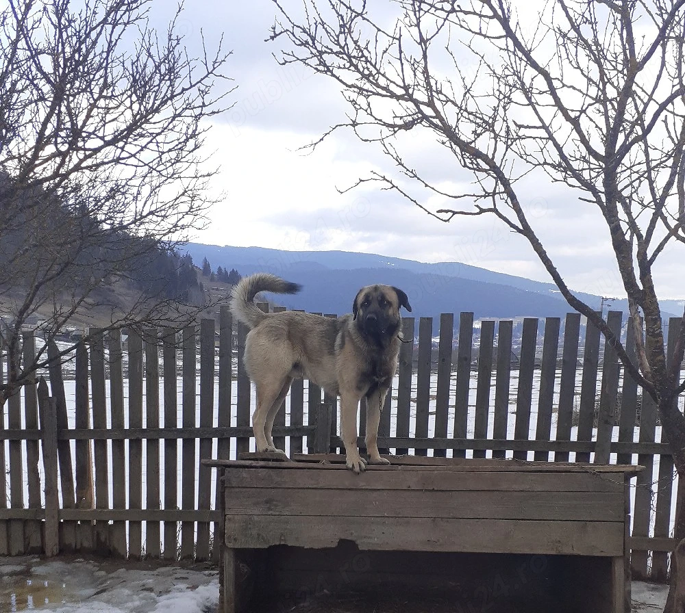 Donat pereche căței Kangal (3 ani și 4 luni)   spre adopție