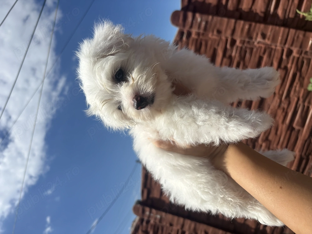 Vând Bichon maltez băiețel 
