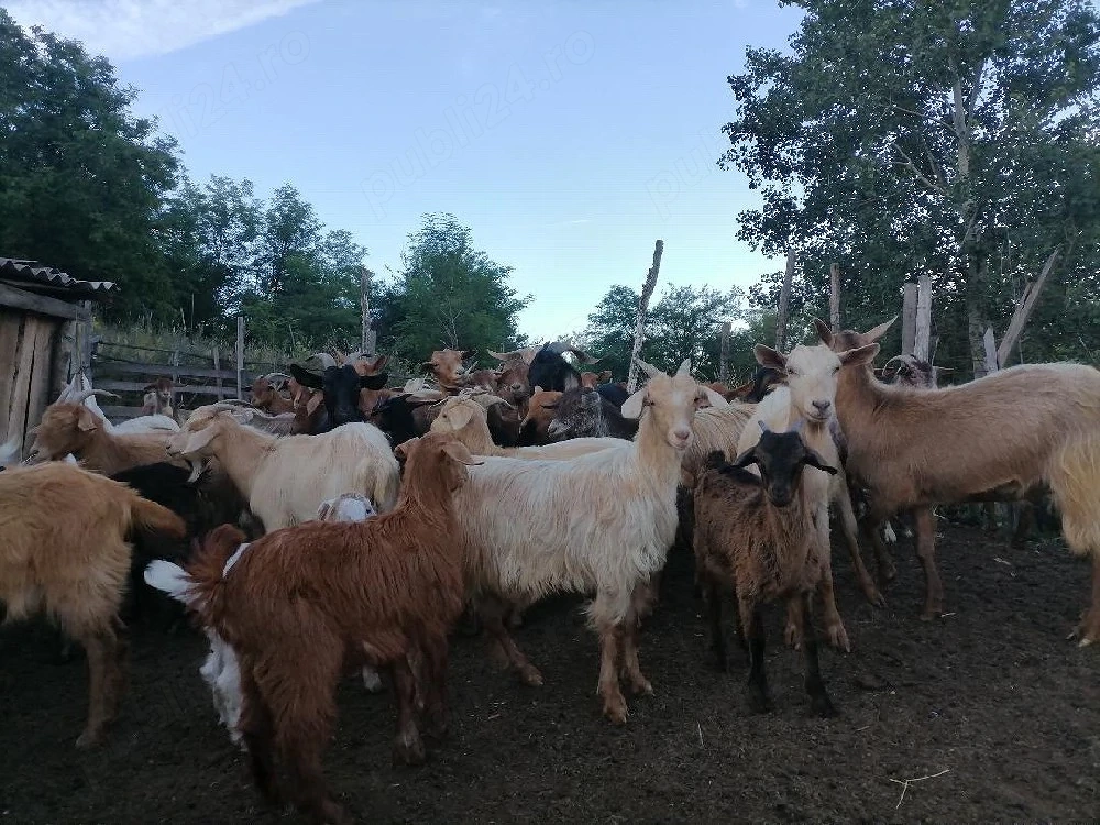 Capre și iezi de vânzare.