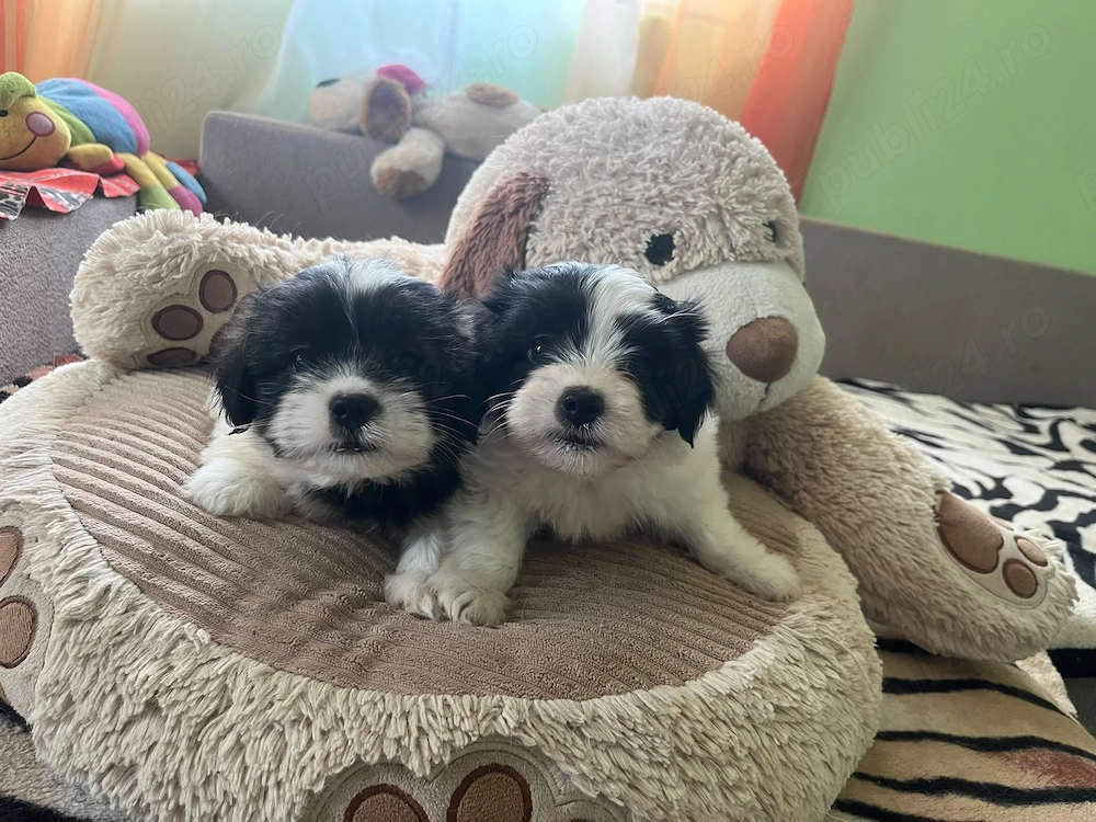 Pui Bichon Havanez (Talie Mică) Alb cu Negru - Foarte Jucăuși și Sănătoși