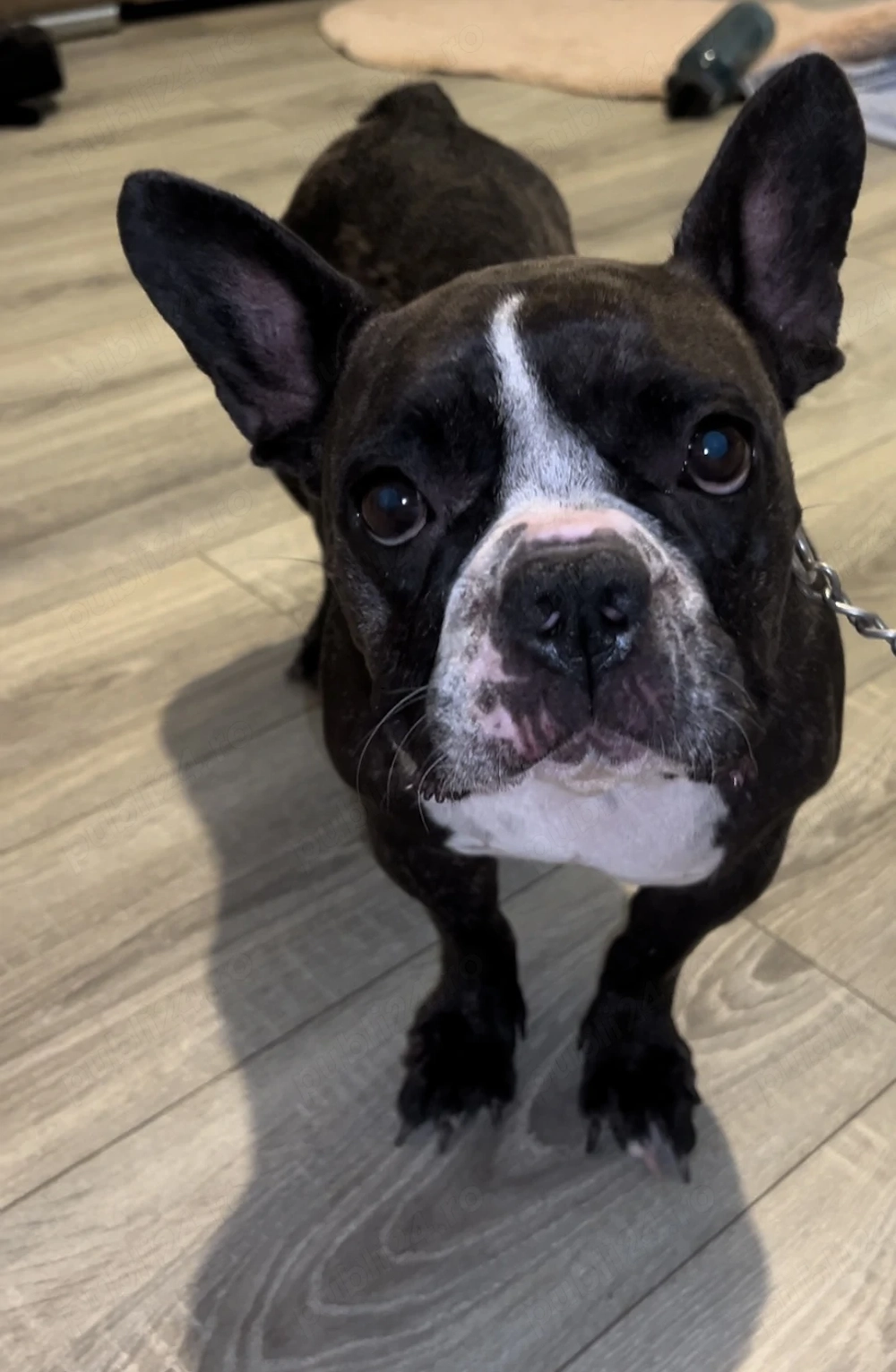 Femela bulldog francez 