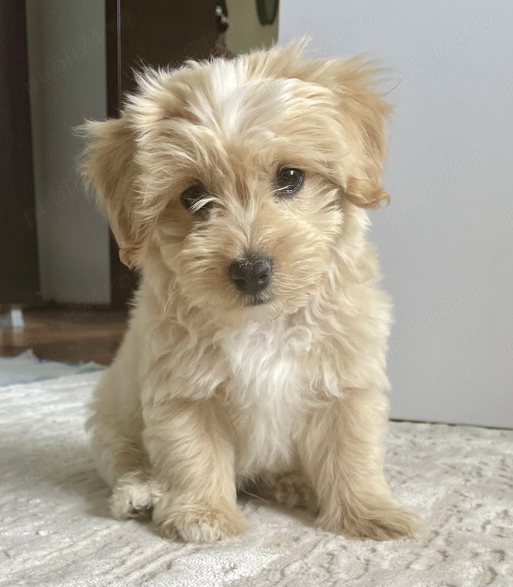 Băiețel Maltipoo