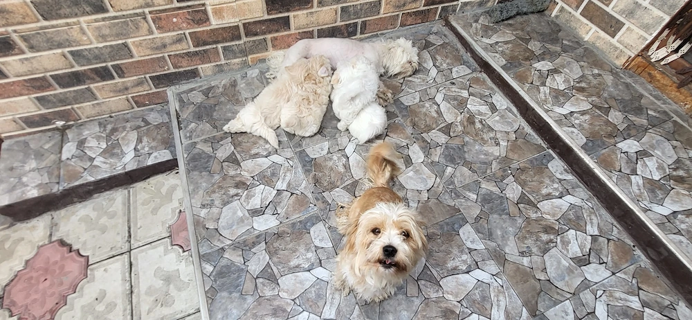 Vând Bichon Maltez 